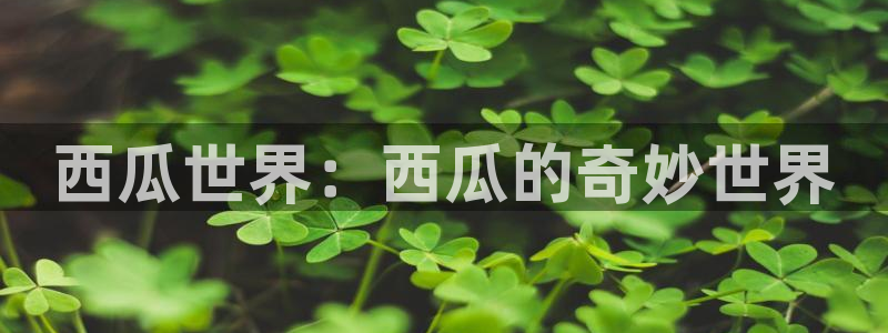 恩佐娱乐