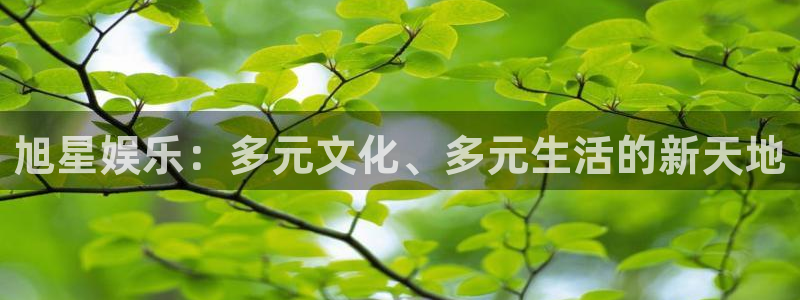 恩佐娱乐